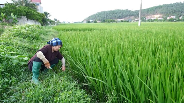 Không ước mơ cho riêng mình, bà nội em Gia Huy chỉ mong các cháu lớn khôn trước khi bà không còn nữa.