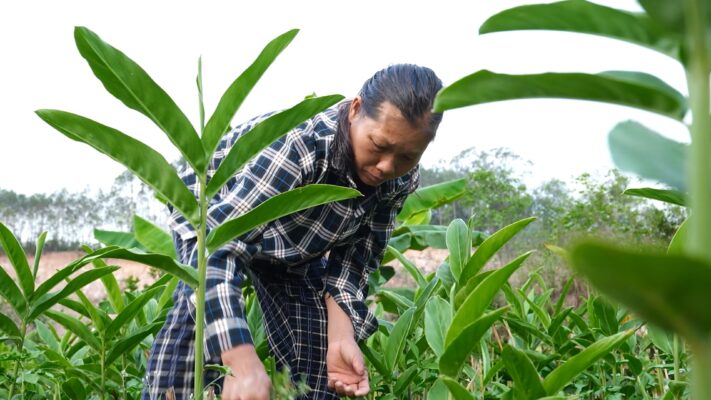 Mang trong mình căn bệnh thận giai đoạn cuối, nhưng chị Luyến vẫn gắng gượng làm thuê, làm ruộng để nuôi hai con thơ.